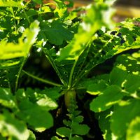 白菜,青首大根,アオツヅラフジの実,何の実かなぁ？,ラナンキュラスラックス　ヴィーナスの画像