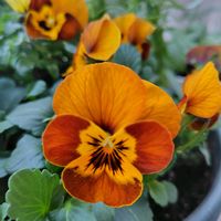 パンジー・ビオラ,リナリア,大根,大根,ビオラの画像