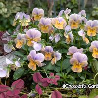 クローバー,ビオラ,ヒューケラ,ガーデニング,花のある暮らしの画像