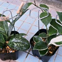 ホヤ・カルノーサ,観葉植物,ホヤ,まだまだ初心者,支柱の画像