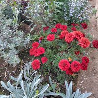 レウコフィルム,マリーゴールド　ストロベリーブロンド,ガザニア  ビースト   シルバーフォックスの画像