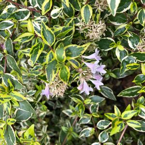 斑入りアベリアの画像