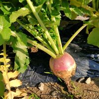 ダイコン,ダイコン,紅芯大根,初収穫,赤い野菜の画像