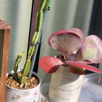 デザートローズ,七宝樹,鉢植え,多肉のある暮らし,庭の画像