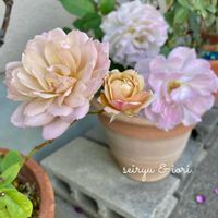 バラ いおり,バラ 清流,出窓,バラ 鉢植え,薔薇♪の画像