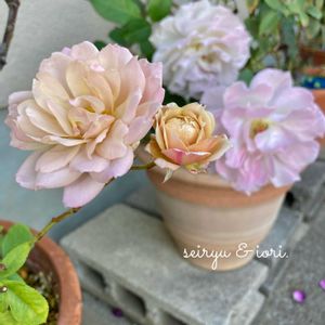 バラ いおり,バラ 清流,出窓,バラ 鉢植え,薔薇♪の画像