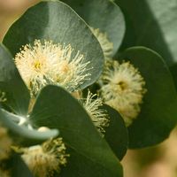 ユーカリ,ユーカリ,ユーカリ,ユーカリ,ユーカリの画像