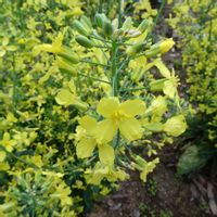 カブ,芽キャベツ,メキャベツ,筑波実験植物園の画像