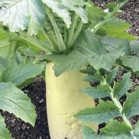 カブ,キャベツ,ダイコン,ダイコン,カリフラワーの画像