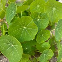 キンレンカ,キンレンカ（ナスタチューム）,丸い葉っぱの画像