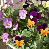 コキア,シャコバサボテン,ビオラ,可愛い,プレゼントの画像