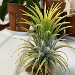 エアープランツ,チランジア,紅葉,イオナンタ,チランジア　イオナンタの画像