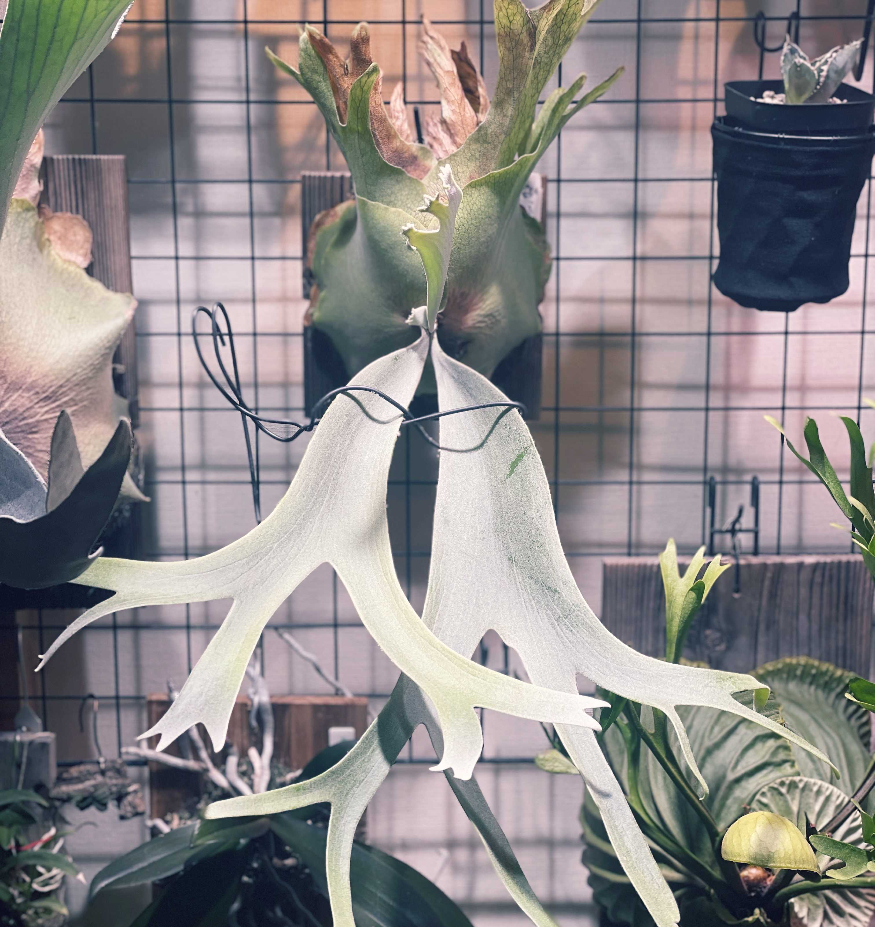 ピューチャンの子株分けのタイミングについて ビカクシダの森