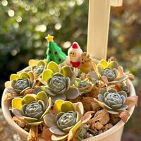 子持ち蓮華,多肉植物,緑のある暮らし,成長が楽しみ,クリスマス月間の画像