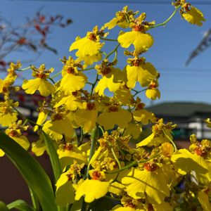 ブルーベリーの葉紅葉,セロジネ　コビアナ,Den.bracteosum（New Red Long),Onc.Aloha Iwanaga,洋ランの画像