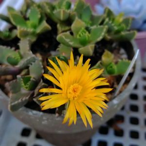 四海波,四海波,多肉植物,花芽,小さな花壇の画像