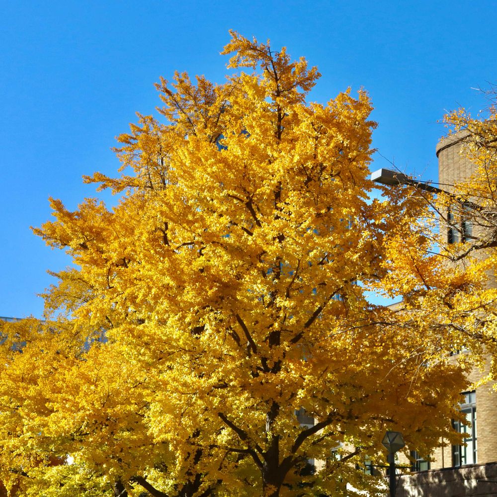美香さんの横浜公園への投稿