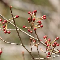 ムラサキシキブ,カナクギノキ,木の実,晩秋の散歩道!の画像