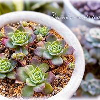 マクドガリーワイドリーフ,広葉マクドガリー,ジェダイト,多肉植物,グラプトペタルムの画像