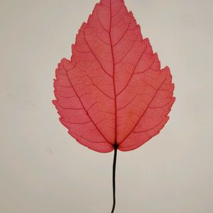 ハナノキの画像