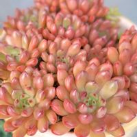 ピンクルルビー,ピンクルビー,多肉植物,ぎゅーぎゅー,100均多肉の画像