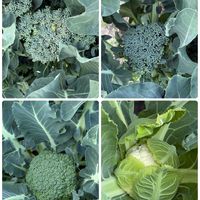 大根,春菊,ブロッコリー,茎ブロッコリー,茎ブロッコリーの画像