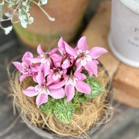 シクラメン,スカビオサ,ピンク,ガーデンシクラメン ジックス,スカビオサ 白ときどき桃の画像