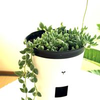 ピーチネックレス,ドルフィンネックレス,多肉植物,多肉植物の蕾,ピーチネックレスのツボミの画像