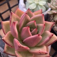 白雪ミセバヤ,白雪ミセバヤ,ブルーバード,高砂の翁,高砂の翁の画像