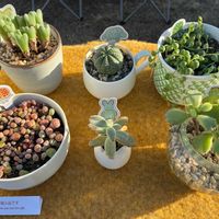 グリーンネックレス,オベサ,リトープス,熊童子,月兎耳(つきとじ)の画像