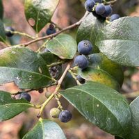 シャシャンボ,シャシャンボ,果実.,スマホ写真,武器ではなく花をの画像