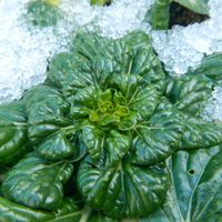 キク,ニンジン,大根,ダイコン,コウシンダイコンの画像