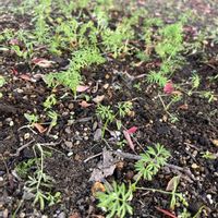 ニゲラ,こぼれ種の画像