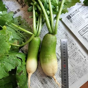 ダイコン,ダイコン,桜島大根,桜島大根,桜島大根の画像