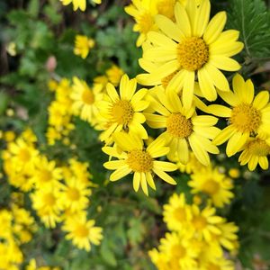 キク,無農薬,菊,菌ちゃん農法,家庭菜園の画像