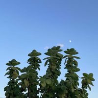 アロマティカスの画像