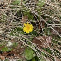 タンポポ,旦那さん‪ ((^o^))ｧﾘｶﾞﾄｫ♪の画像