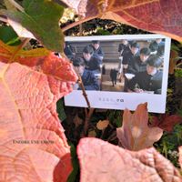 カシワバアジサイ,わんこと一緒,映画の日の画像