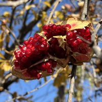 ザクロ,ムベ,常緑低木,花木,落葉低木の画像