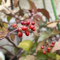 ジュズサンゴ,鉢植え,ネコ好き,花のある暮らしの画像