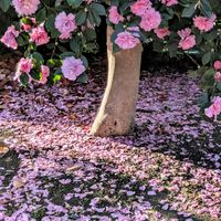 エンジェルストランペット,サザンカ,ハボタン,ランタナ,アオサギ♡の画像