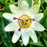 トケイソウ,通り道のお宅の塀に,昨日の朝の散歩道で,以前は青い花が咲いていたのに…の画像