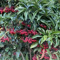 コリウス,コリウス,センリョウ,センリョウ,ナンテンの画像