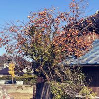 柿の木,昨日の朝の散歩道で,通り道の農家さんの納屋の横にの画像