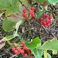 ガマズミ,ガマズミ,ツツジ,ツツジ,モミジの画像