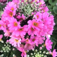 サクラソウの画像