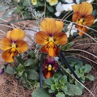 カレックス,ビオラ,名無しのビオラ,コクリュウ（黒竜）,ウエストリンギアの画像