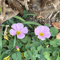 オキザリス,ストレプトカーパス,ストレプトカーパス,ストレプトカーパス,葉挿しの画像