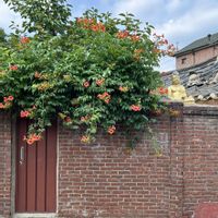 ノウゼンカズラの画像