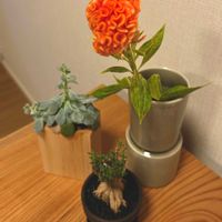 ケイトウ,多肉,オリオン,姫紅小松,ケイトウ オレンジクイーンの画像